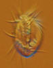 Marine Benthic Ciliates